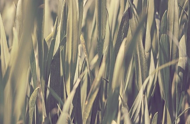 bâche pour mauvaises herbes