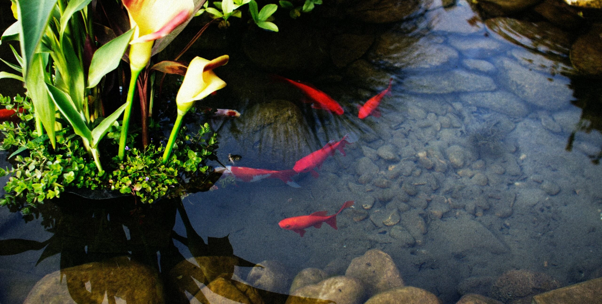 Quelle bâche pour bassin à poissons ?