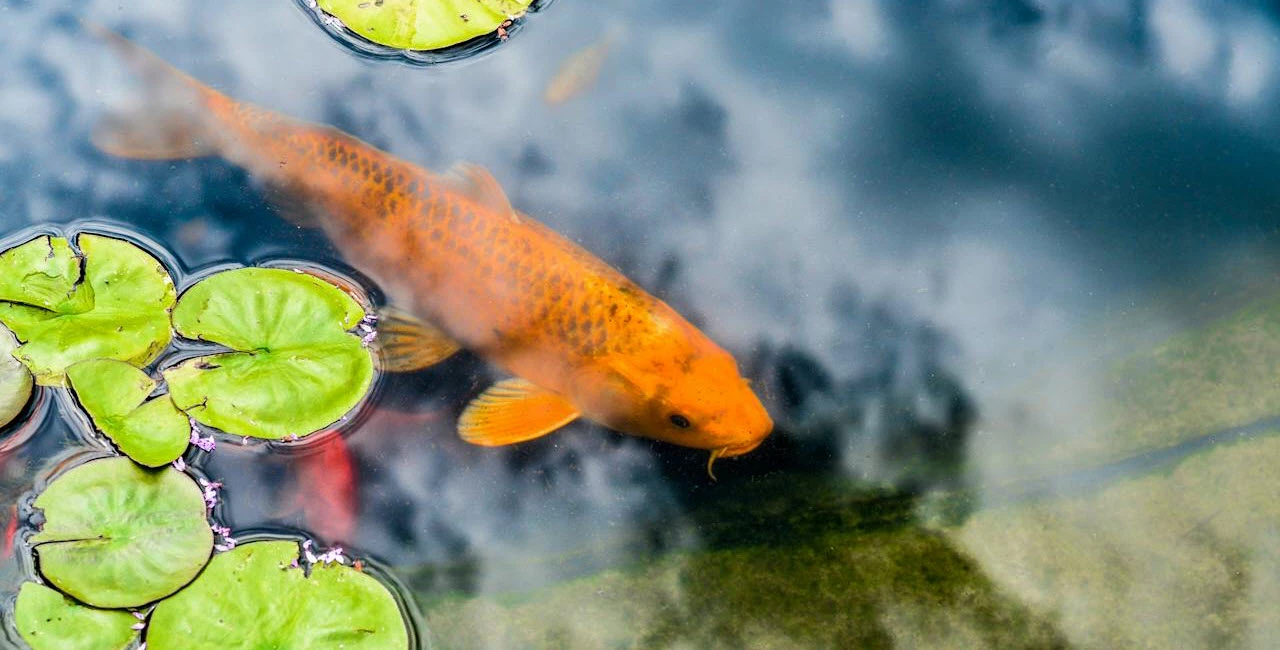 aménagement bassin de jardin